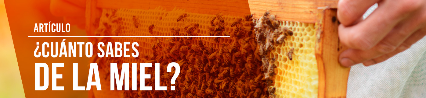 ¿Cuánto sabes de la miel?