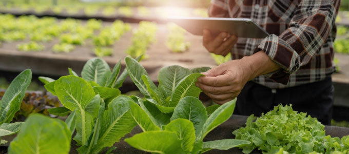 Cultivos hidropónicos: Una alternativa para la agricultura sostenible
